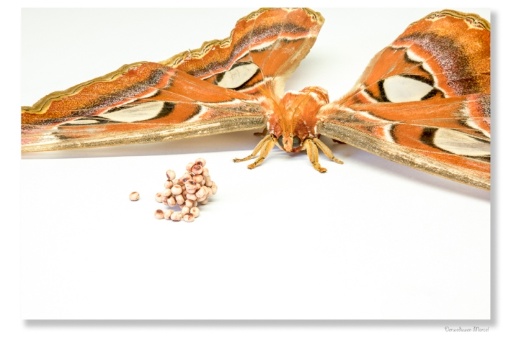 on an white table is an Attacus atlas whit her eggs