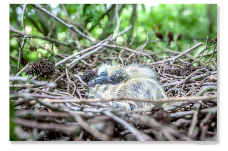 in an forest in a tree there are newborn birds