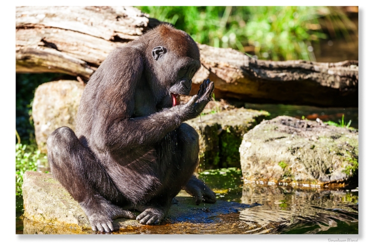 at the water of the river there is a drinking gorilla